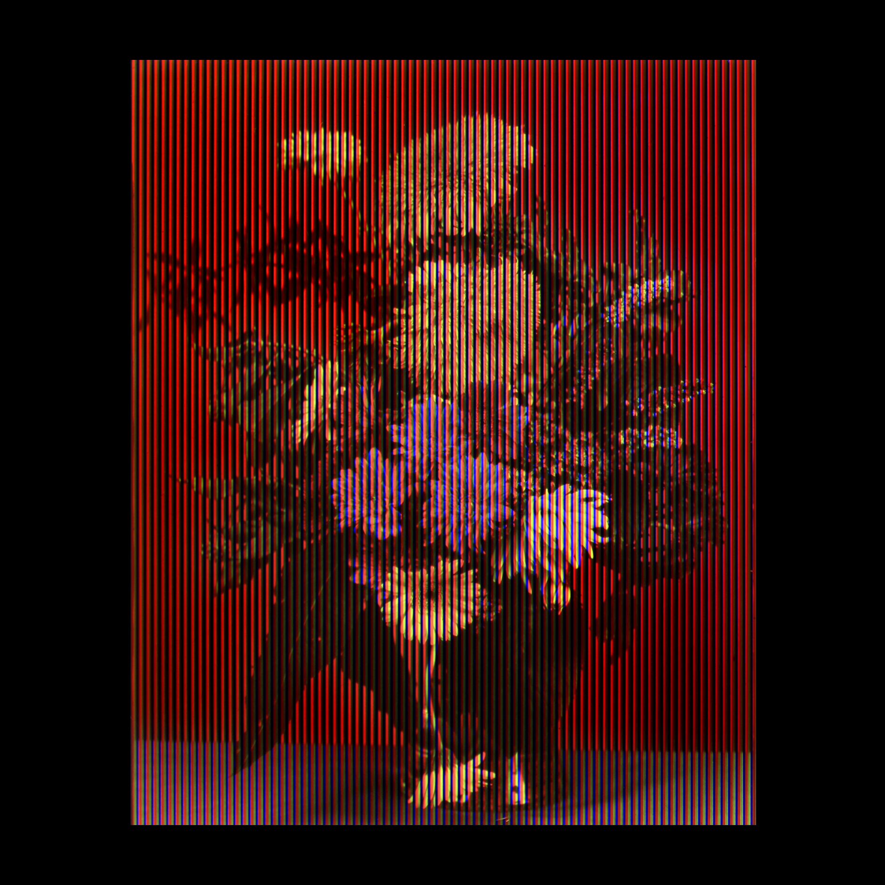 Fleurs Tarabiscoté, 2021